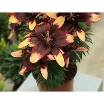 Brown Lilium Plant